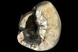 Wide Septarian Nodule with Fossil Ammonite - Madagascar #124533-3